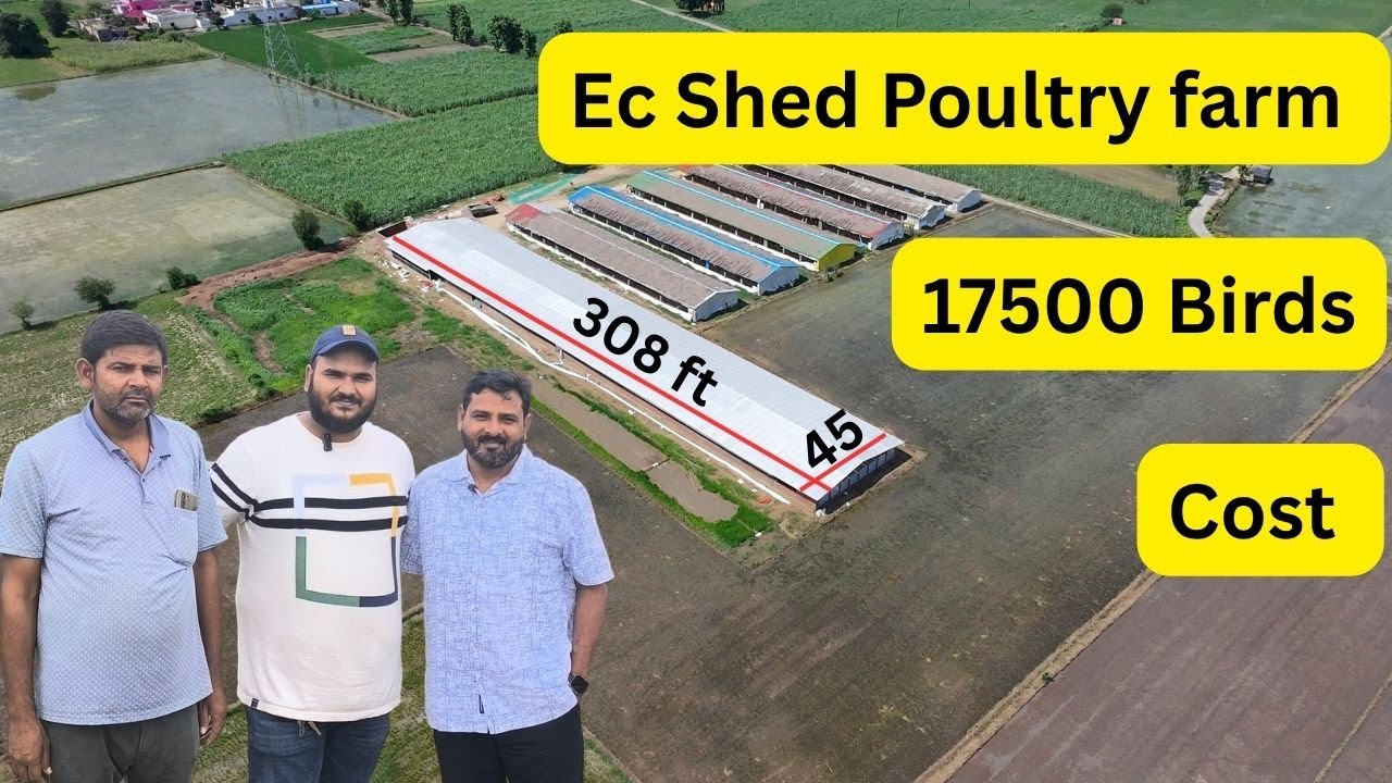 How to start poultry farming | Poultry Farming Construction Guide | @ecpoultry #ecshed