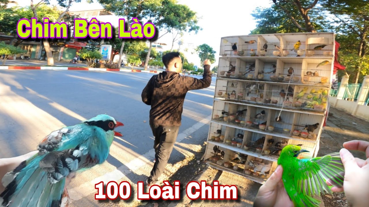 Chợ Chim Sơn La Rất Nhiều Chim Quý Và Chế Lồng Bẫy | Dân Tộc Tây Bắc Tv