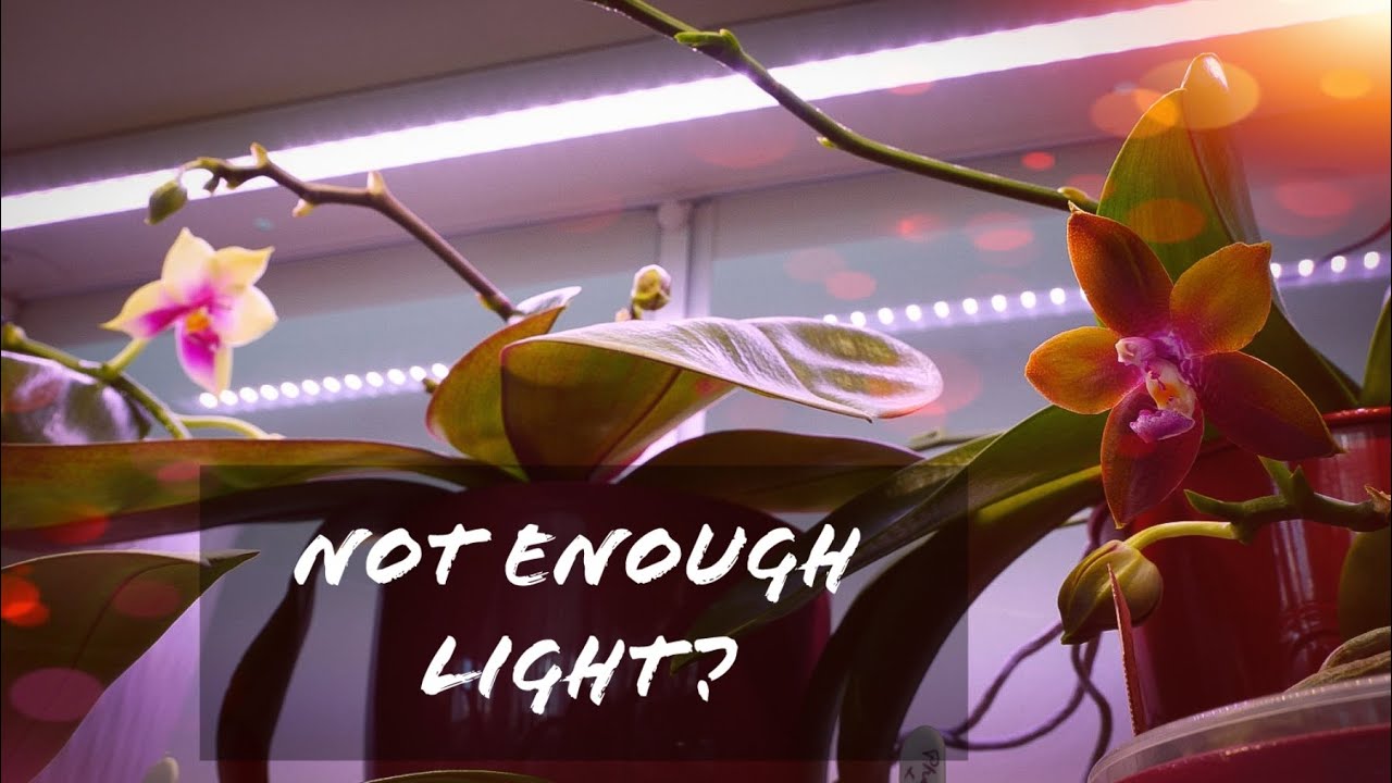 How to know if your Orchid receives enough light? | Orchid Care for Beginners