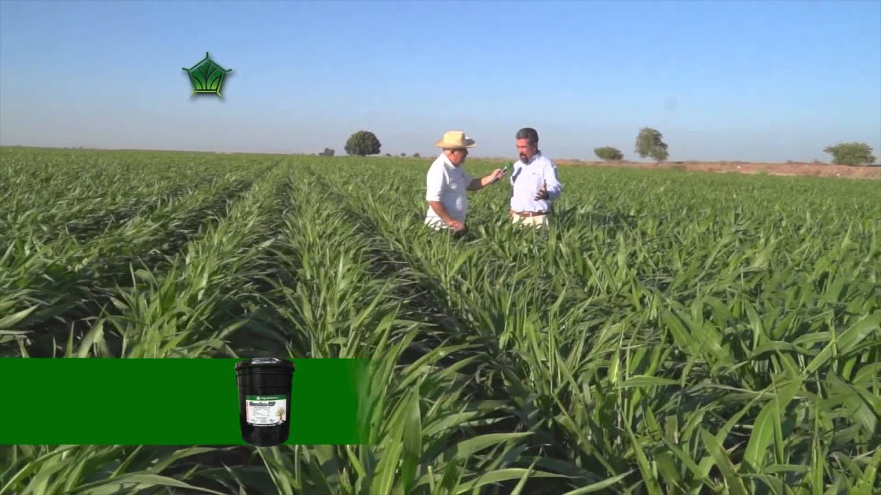 Plantacion de Sorgo