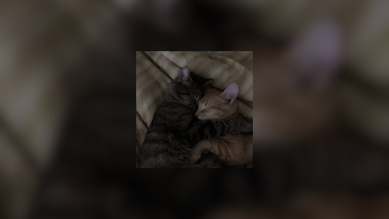 pov: she’s the perfect girl for you. | playlist [timestamps]