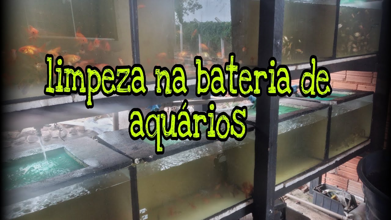 limpeza na bateria de aquários de piso de cerâmica e separação de algus peixes
