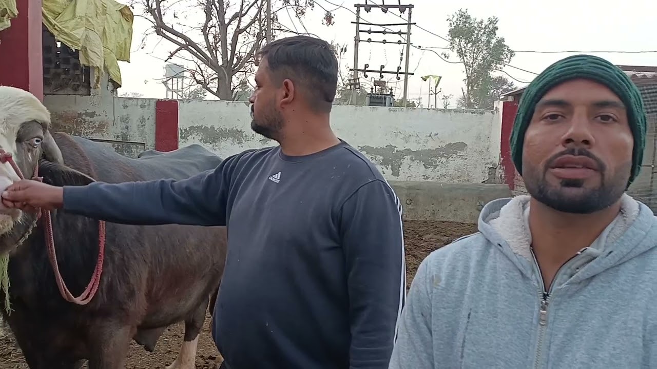Bura narli bare jankari suno 28/01/2023 7009237814 dilsher veer no 9855932903