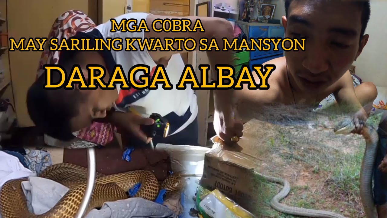 MAY NANGYARI KAY COBRA PRANCE #TOLCOBRA