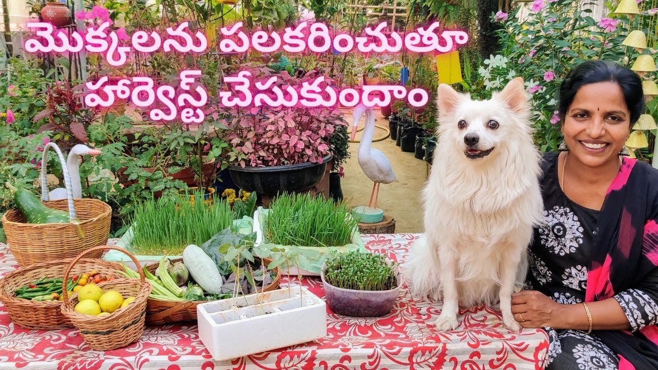 మొక్కలను పలకరించుతూ హార్వెస్ట్ చేసుకుందాం🤗New Vegetable Harvest 🍋🥬Organic Produce🌺 Saileela Vlogs