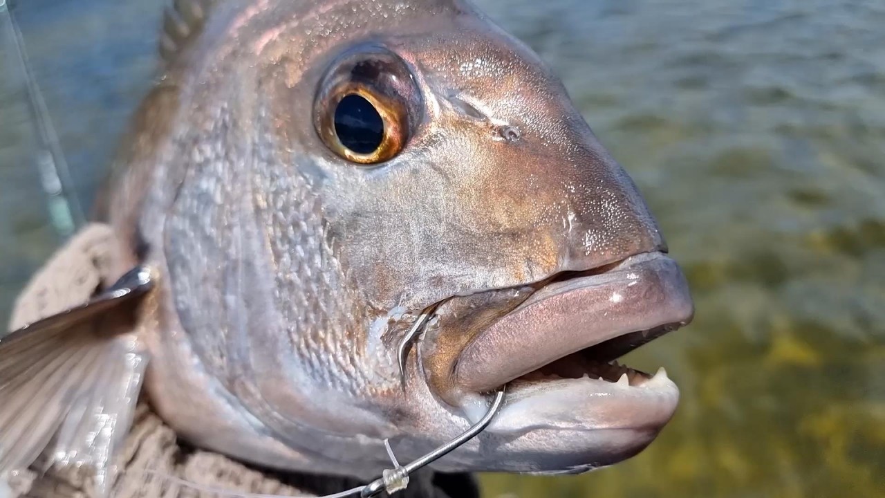 EPIC Fishing in shallow Mangroves (Catching snapper in knee deep water)