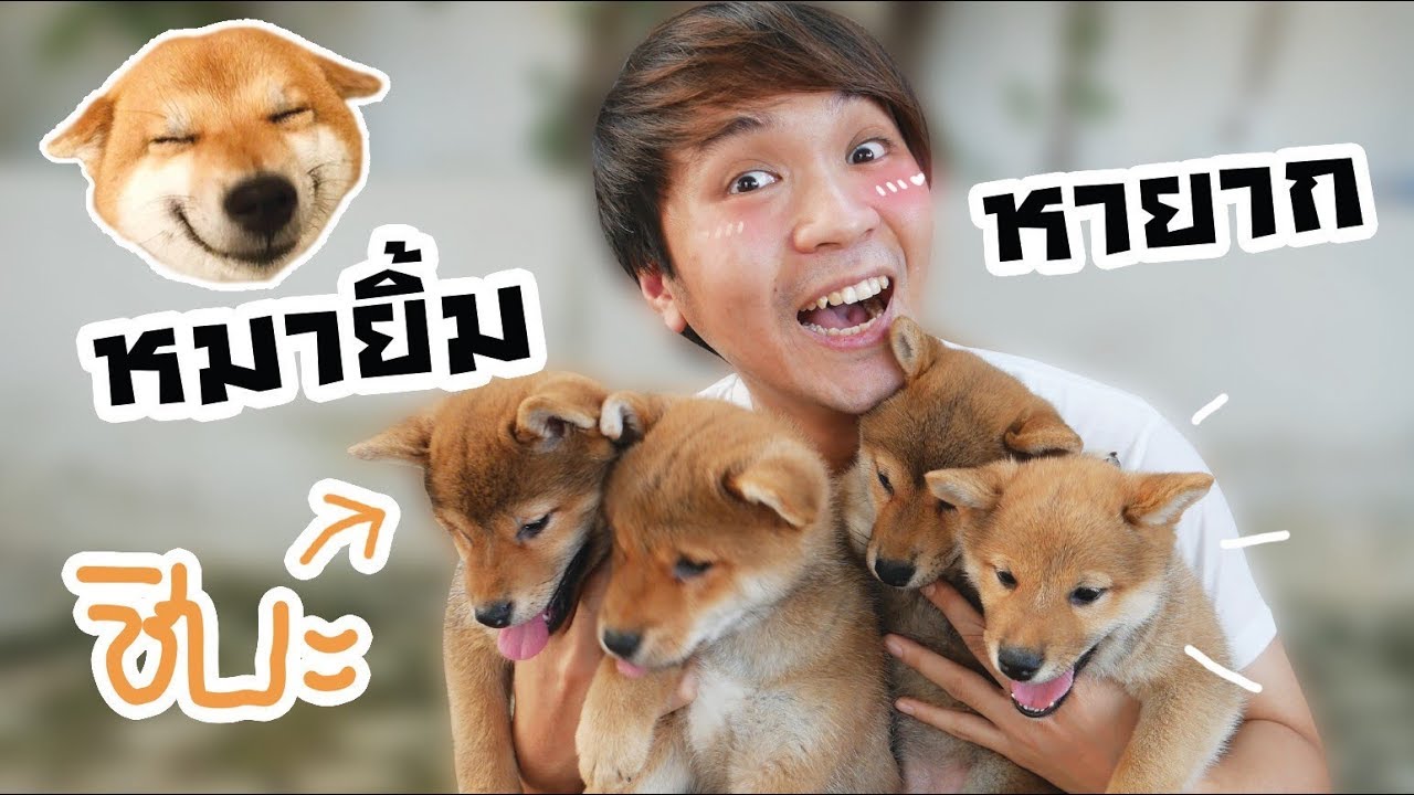 หมาหายากสุดฮิต! ชิบะอินุ หมายิ้มในตำนาน! // มาหาหมา ep5