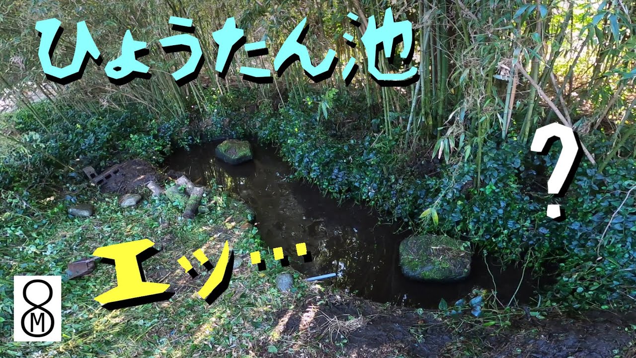 ひょうたん池の水を抜いてみると…エッ、ナマズは？