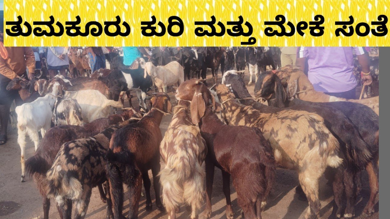 ತುಮಕೂರು ಮರಿ ಮೇಕೆ ಸಂತೆ@ agrianimals