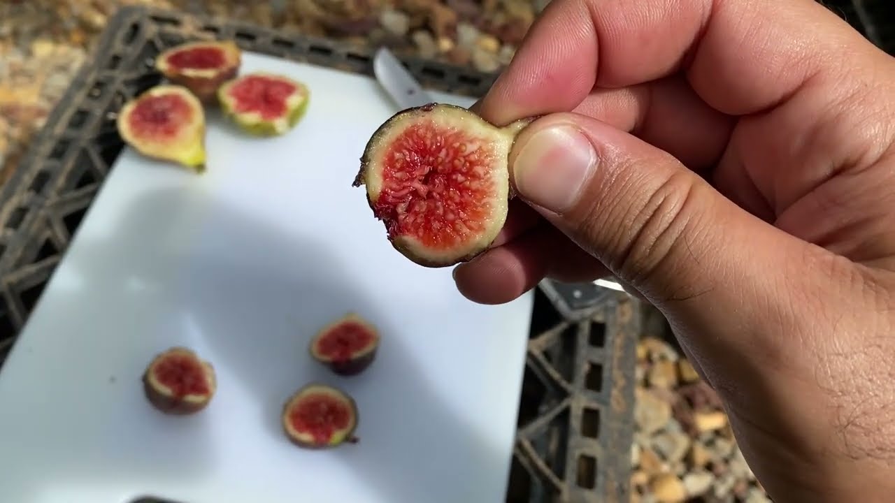 تين احمر من مدينة سيسيليان الايطالية Red Sicilian Fig 9-14-2022