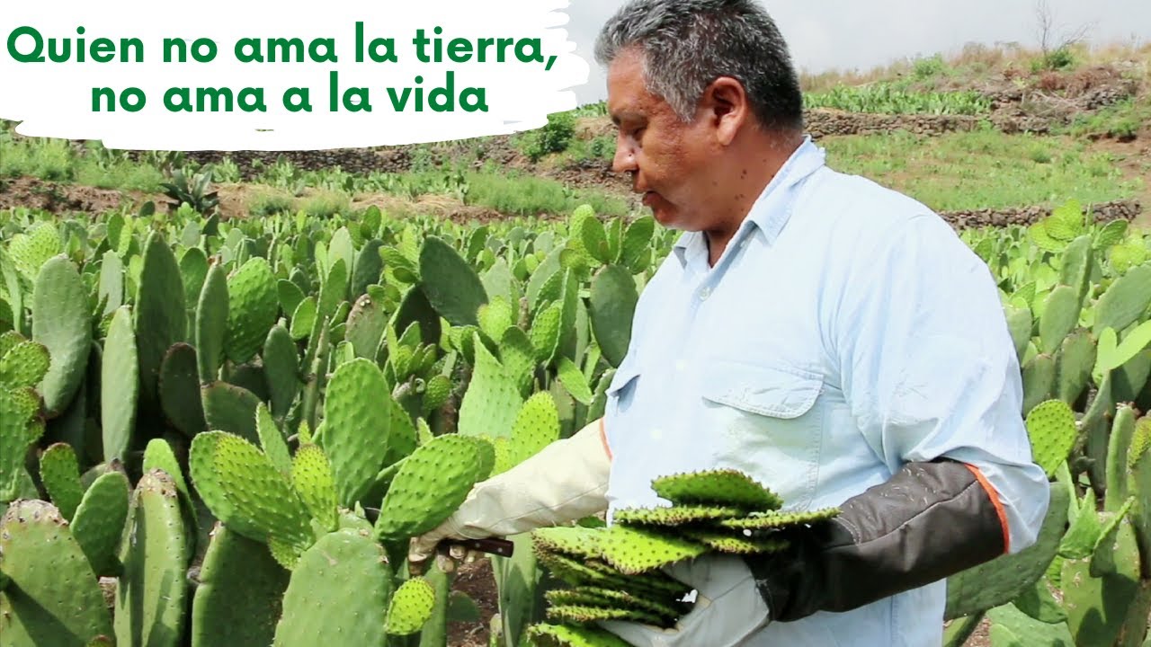 CONOCE LOS SECRETOS DEL NOPAL ✅ 🔝