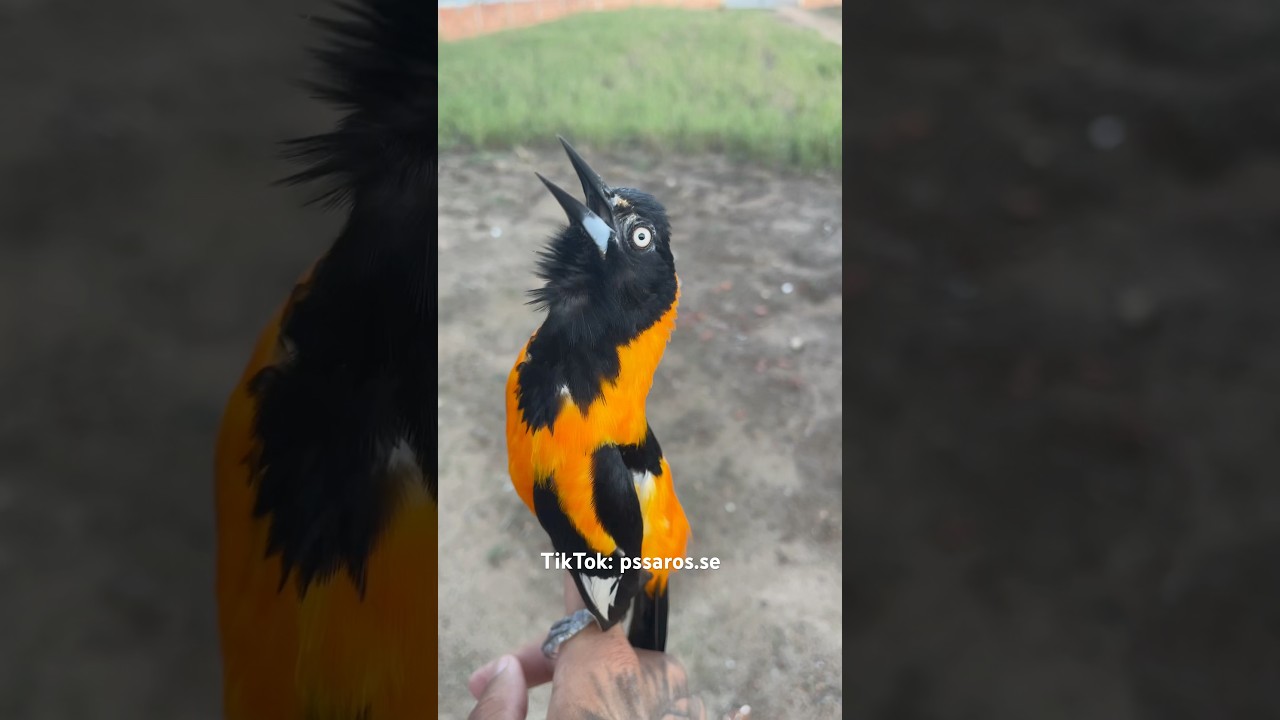 Cantando hino nacional #passaros #currupiao #aves #sofreu #passarinho #naturezasurpreendente