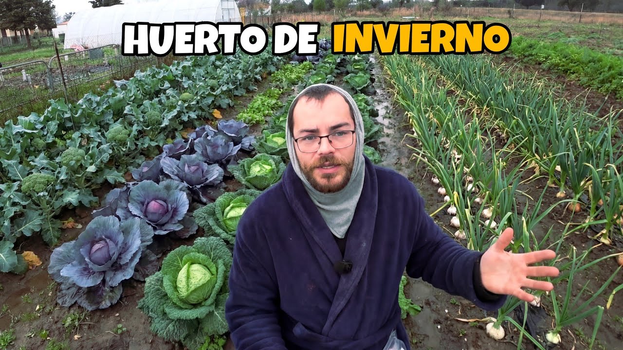 La floración de los nísperos, los ajos empiezan a asomar  y la evolución de las cebollas.