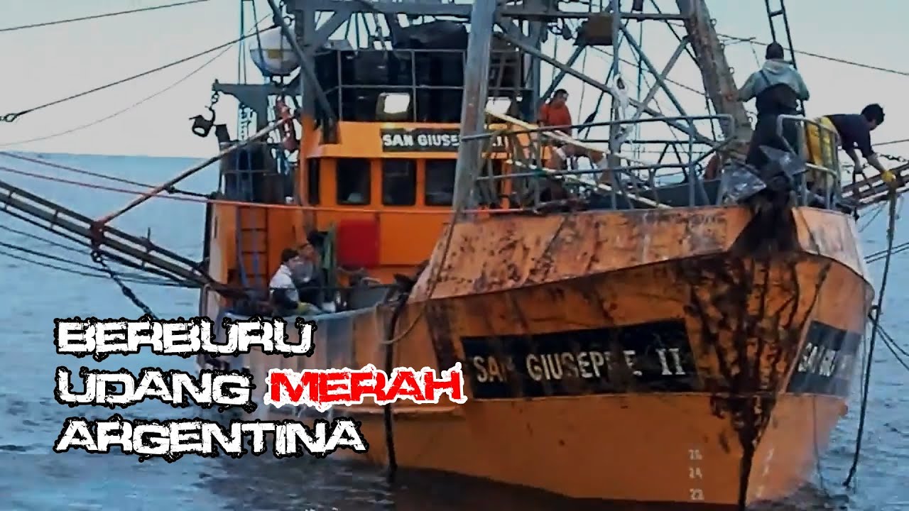 Berburu Udang Merah Argentina
