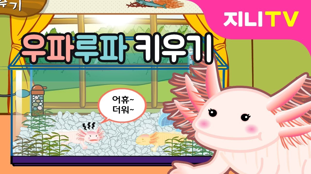 [지니TV] 얼짱 도롱뇽 우파루파 키우기 | 반려동물 키우기 | 꾸미기놀이