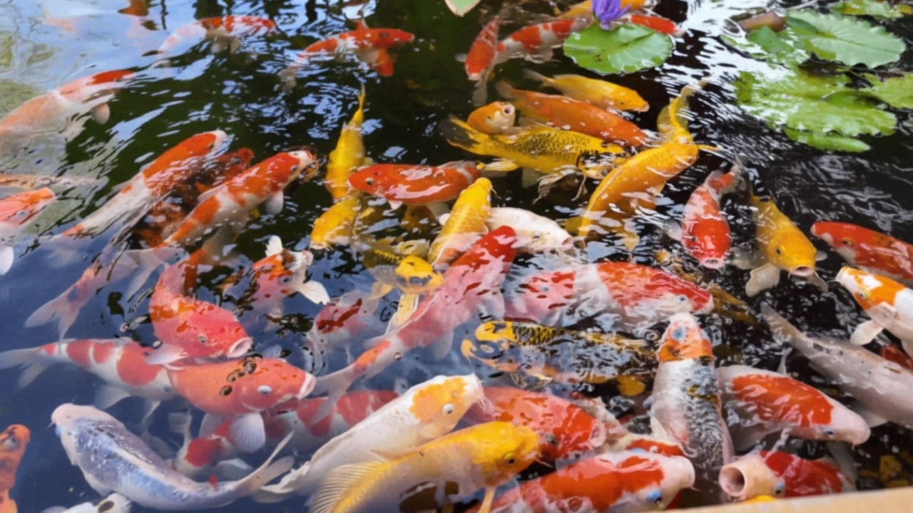 10 Minutes Ultimate Koi Fish Relaxation - Peaceful Koi Pond in 4K