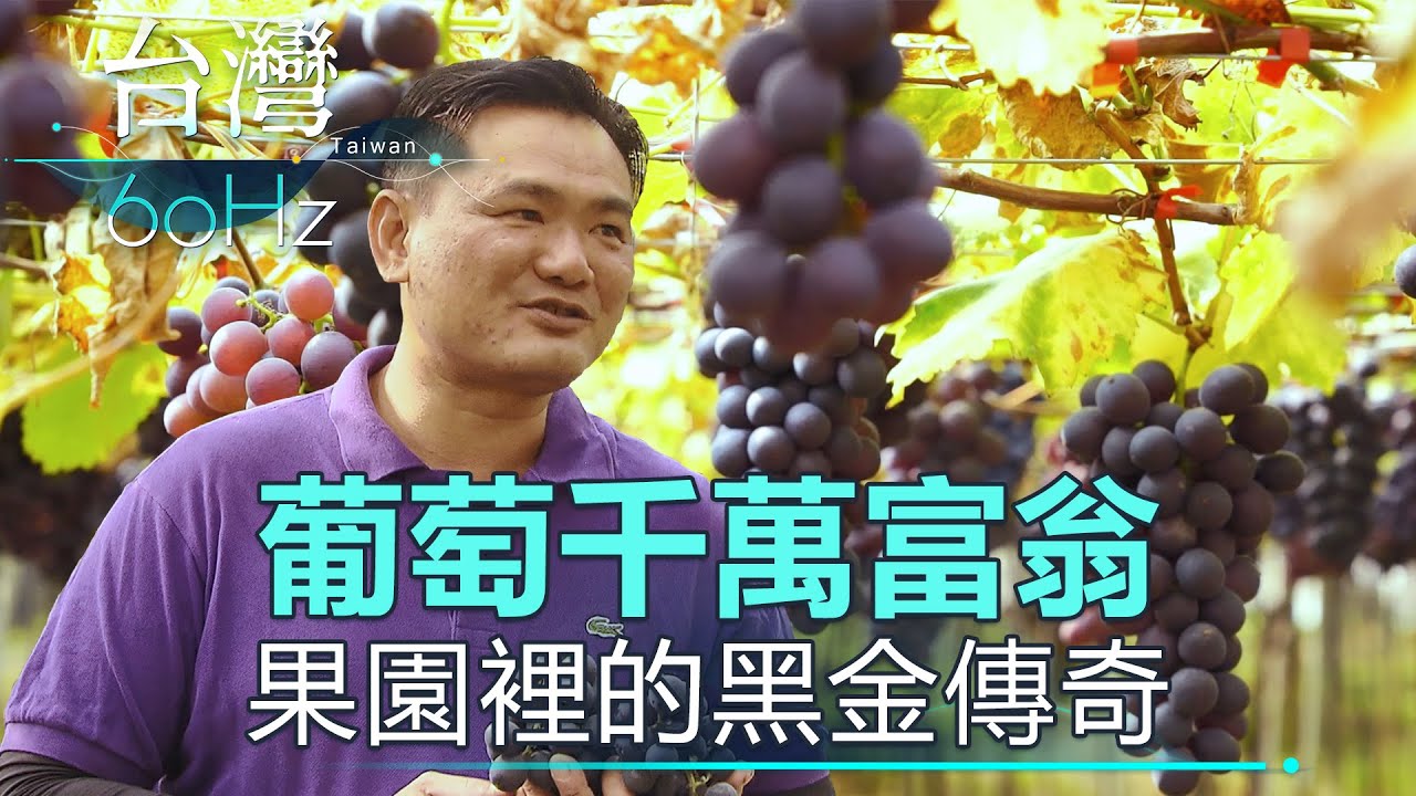 【台灣60Hz】葡萄千萬富翁 果園裡的黑金傳奇｜廖慶學 2021.02.27  part2