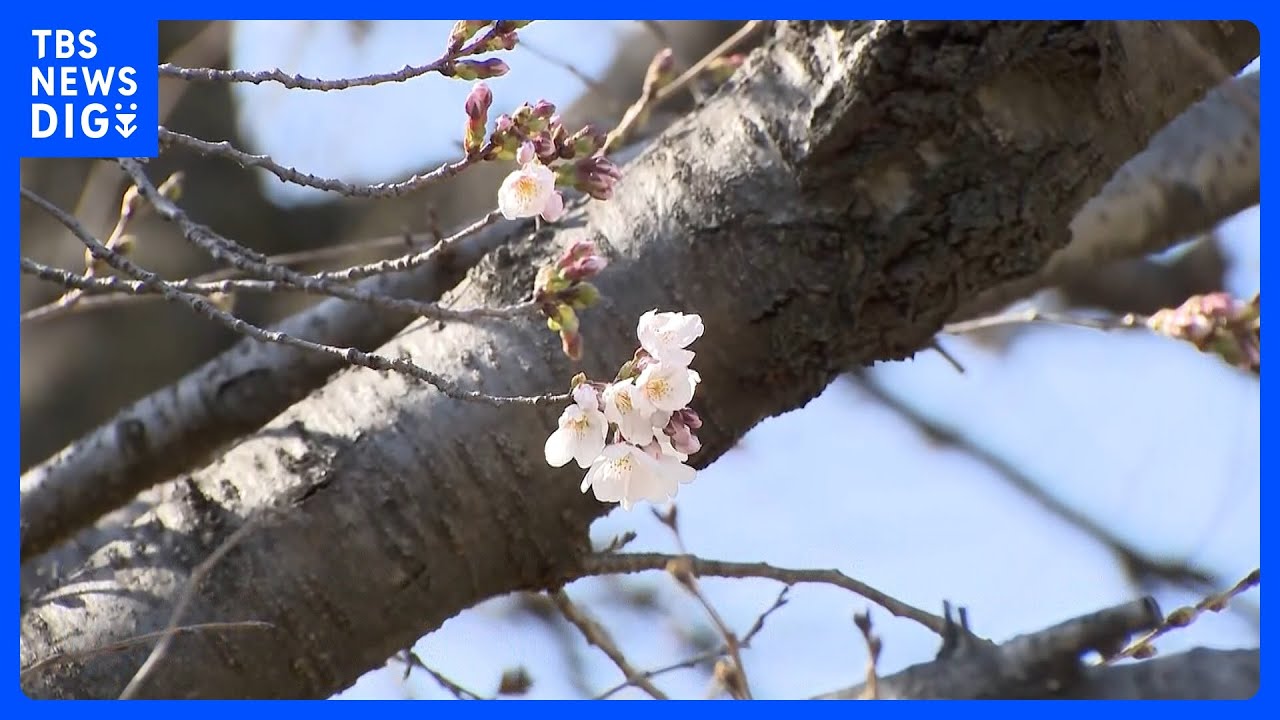 各地で桜開花　東京は3連休に間に合う？　行楽シーズン迎えるも花粉がピーク｜TBS NEWS DIG