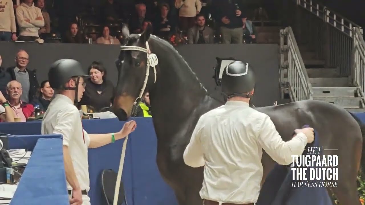 2026 KWPN Stallion Show - Championship Duth Harness Horse stallions