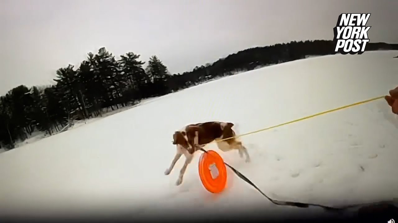 Dog Helps Rescue Owner From Frozen Michigan Lake