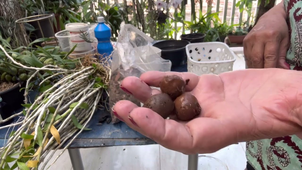 Veja  Como Replantar Uma Toucera Dendrobium Anosmum