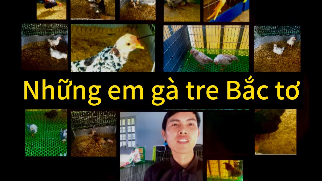 Những em tre Bắc cộc tơ bên mình ||GKGC|| tập 25