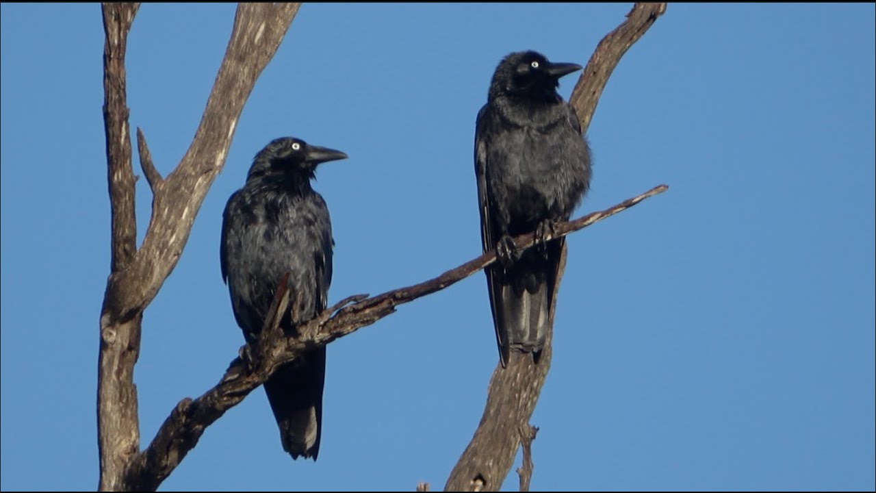 Australian Ravens, Magpies and Wattlebirds chilling out