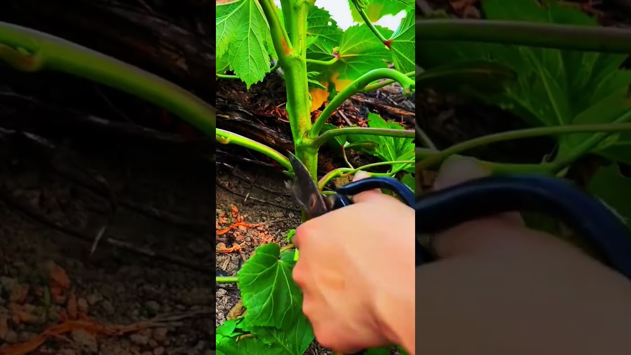PETANI MUDA || Teknik mempruning daun pohon buah tin #shorts