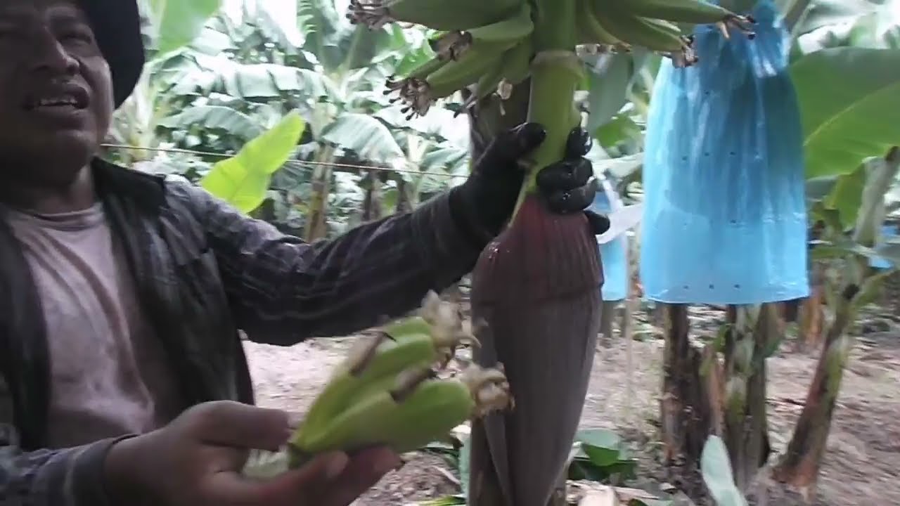 CUÁL ES EL MOMENTO APROPIADO PARA QUITARLE LA BELLOTA AL RACIMO DE PLÁTANO