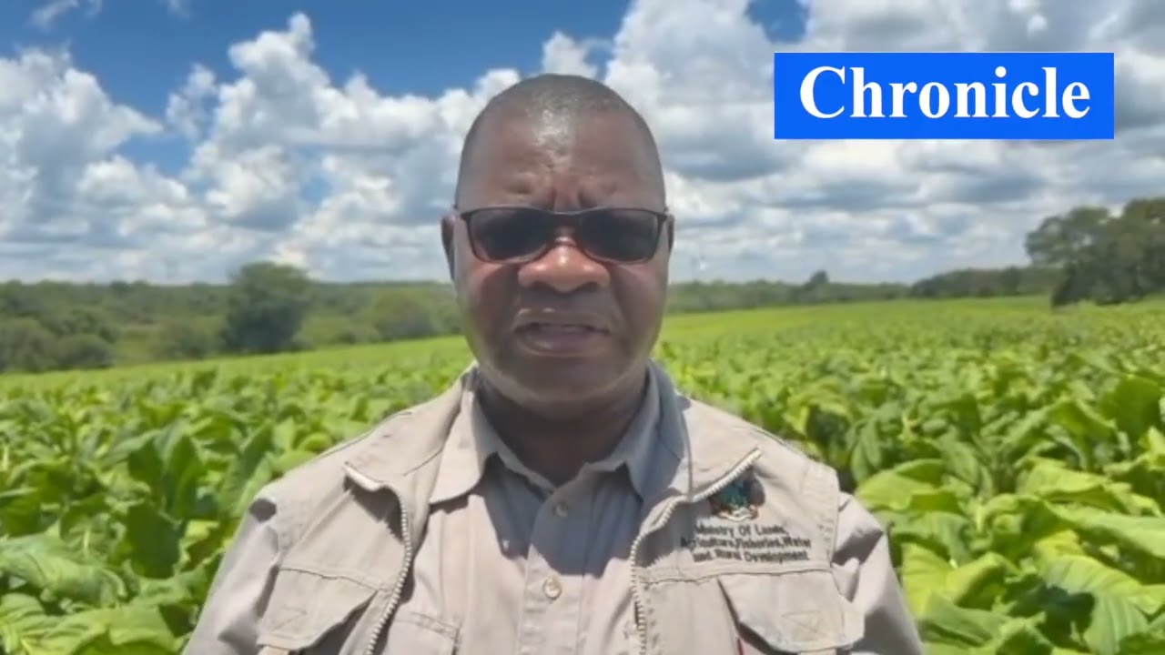 WATCH: 2026 tobacco selling season to begin early March