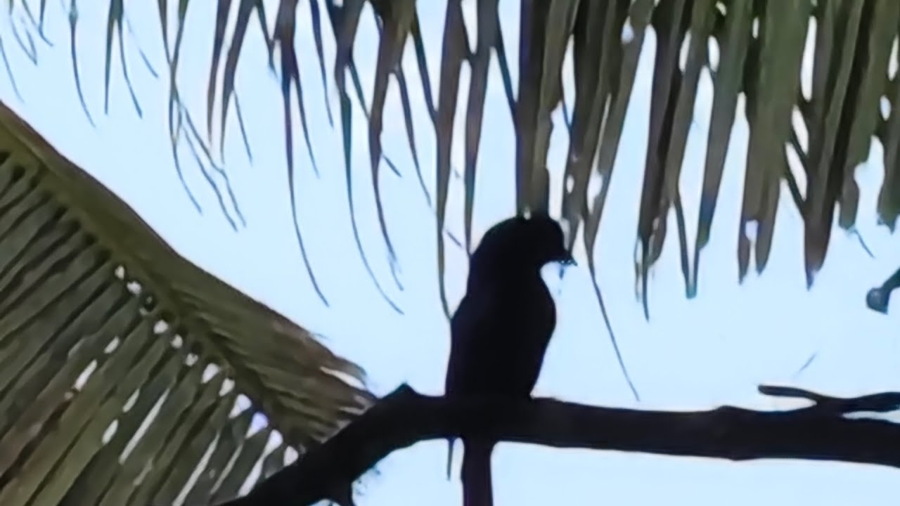 MOULY'S THE GREAT WIN