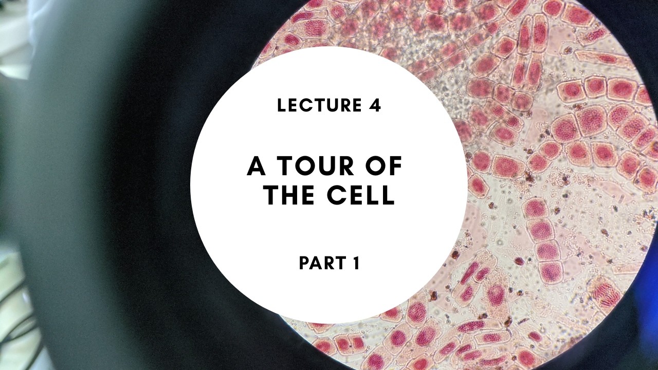 BIOL 201 Lec 04 A Tour of the Cell Part 1