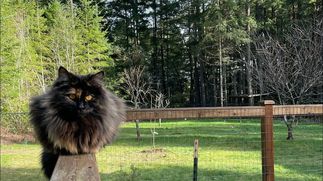 February Garden & Homestead Tour - zone 8b PNW
