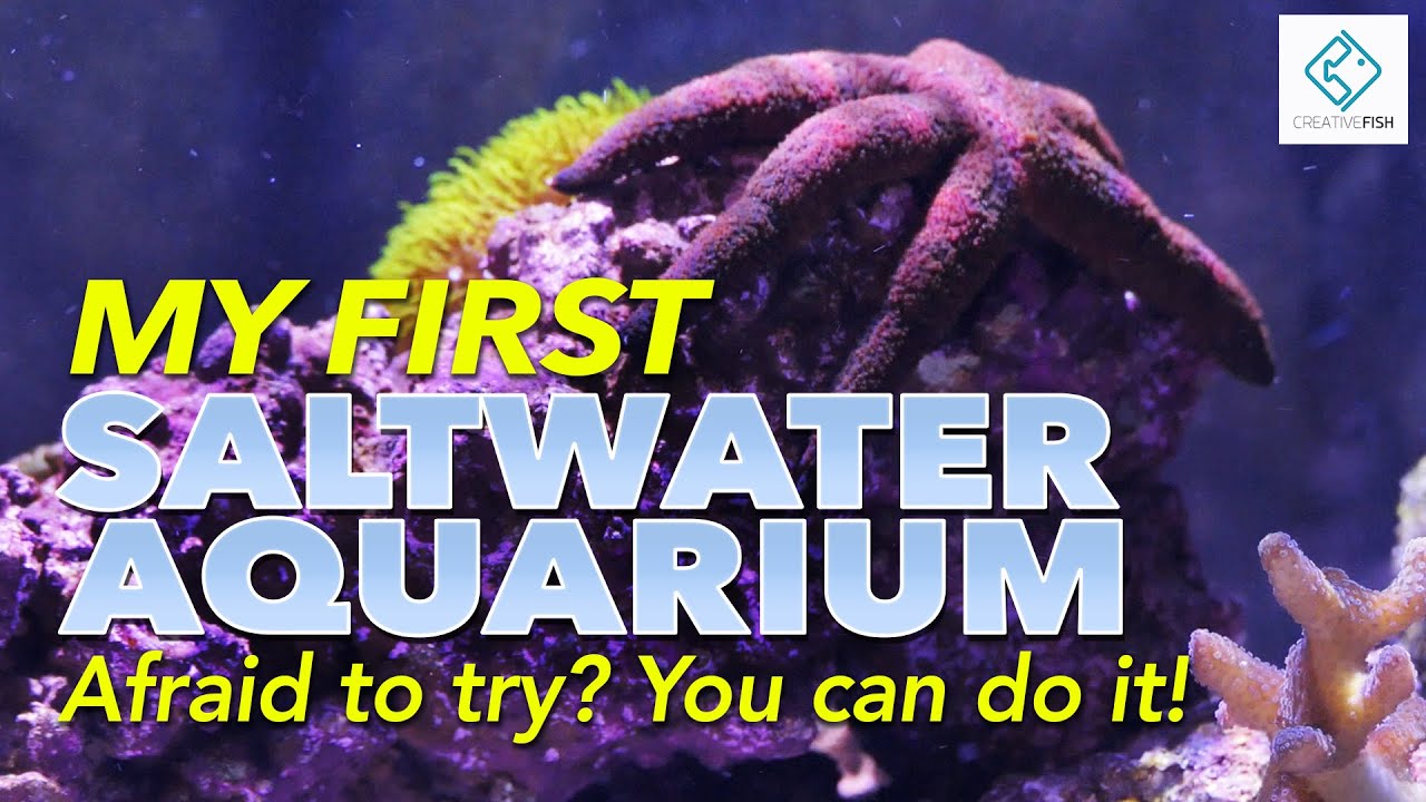 My First Saltwater Aquarium - Afraid To Try? You Can Do It!