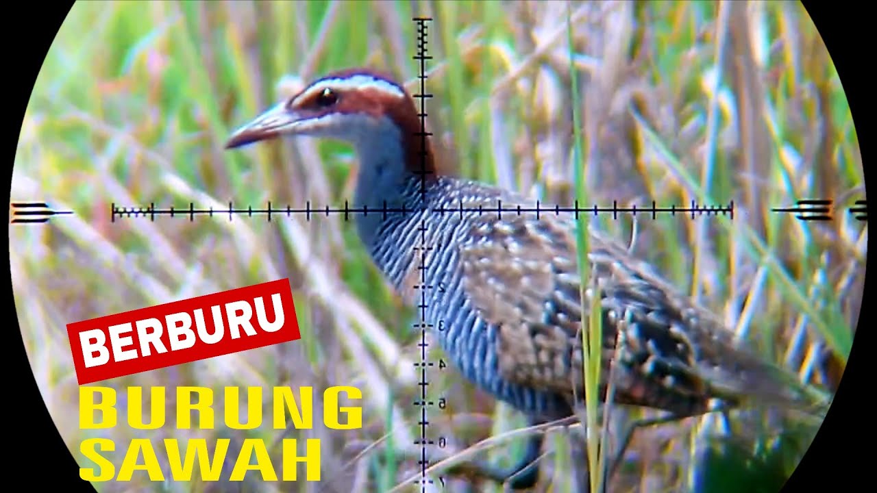 ‼️JOS. BERBURU BURUNG SAWAH// POIN MELIMPAH!! BERBURU SINTAR SAWAH!! 