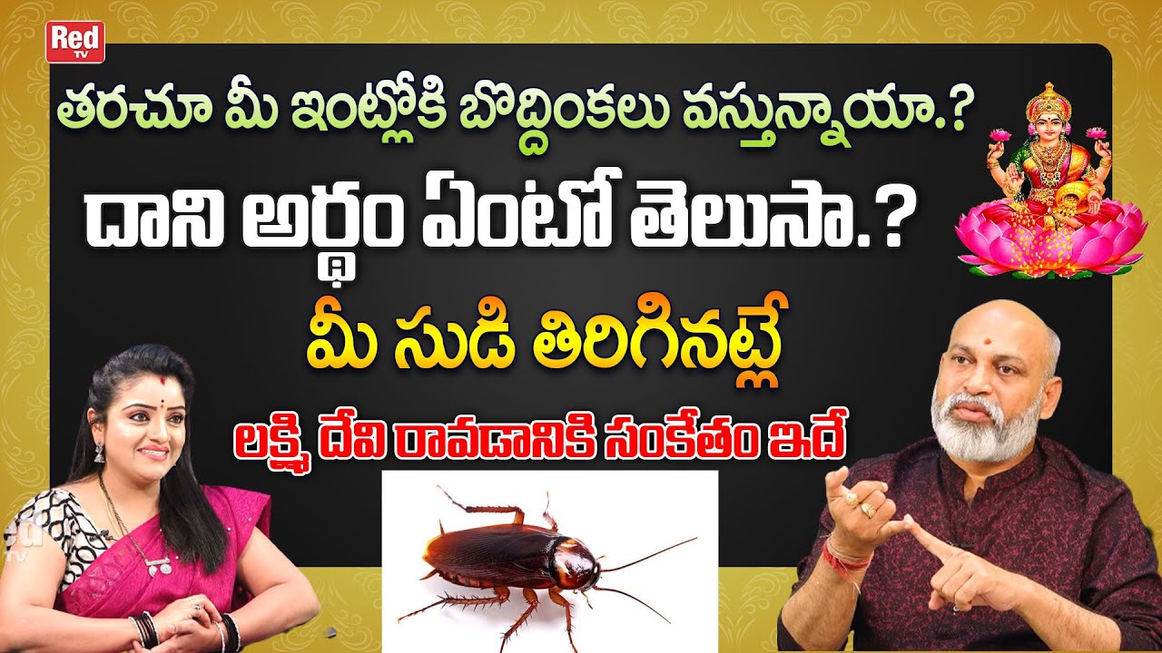 మీ ఇంట్లోకి బొద్దింకలు వస్తే దానికి అర్థం ఏంటో తెలుసా.?మీ సుడి తిరిగినట్లే..| Nanaji Pathnyak |RedTV