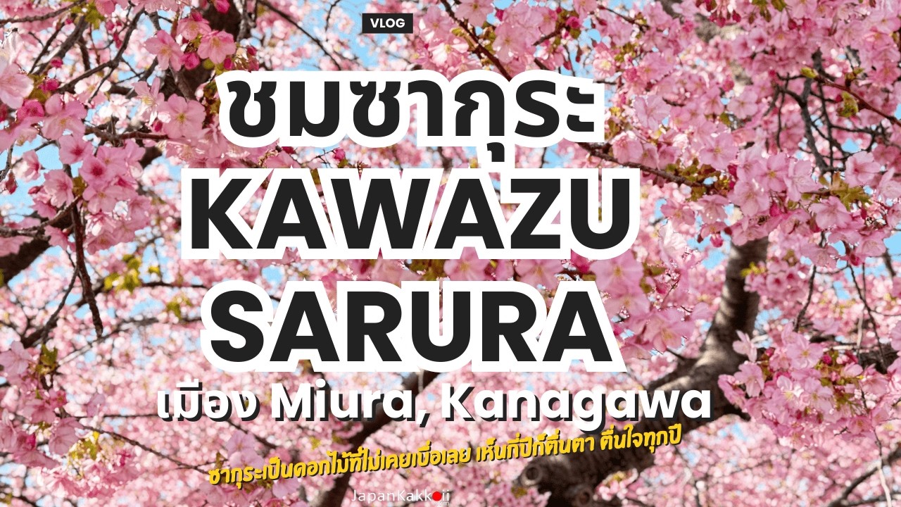 Kawazu Sakura ที่มิอุระ| จุดชมดอกไม้ใกล้โตเกียว เดินง่าย ครึ่งวันจบ