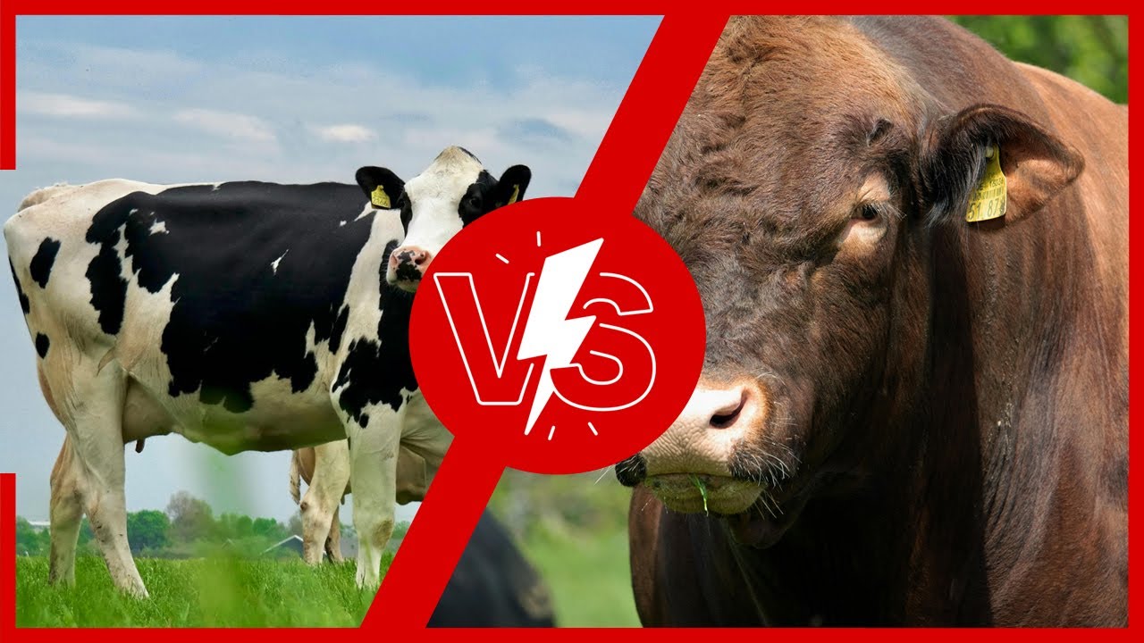 Fattening VS Dairy Projects? ايهما افضل حلاب ولا تسمين