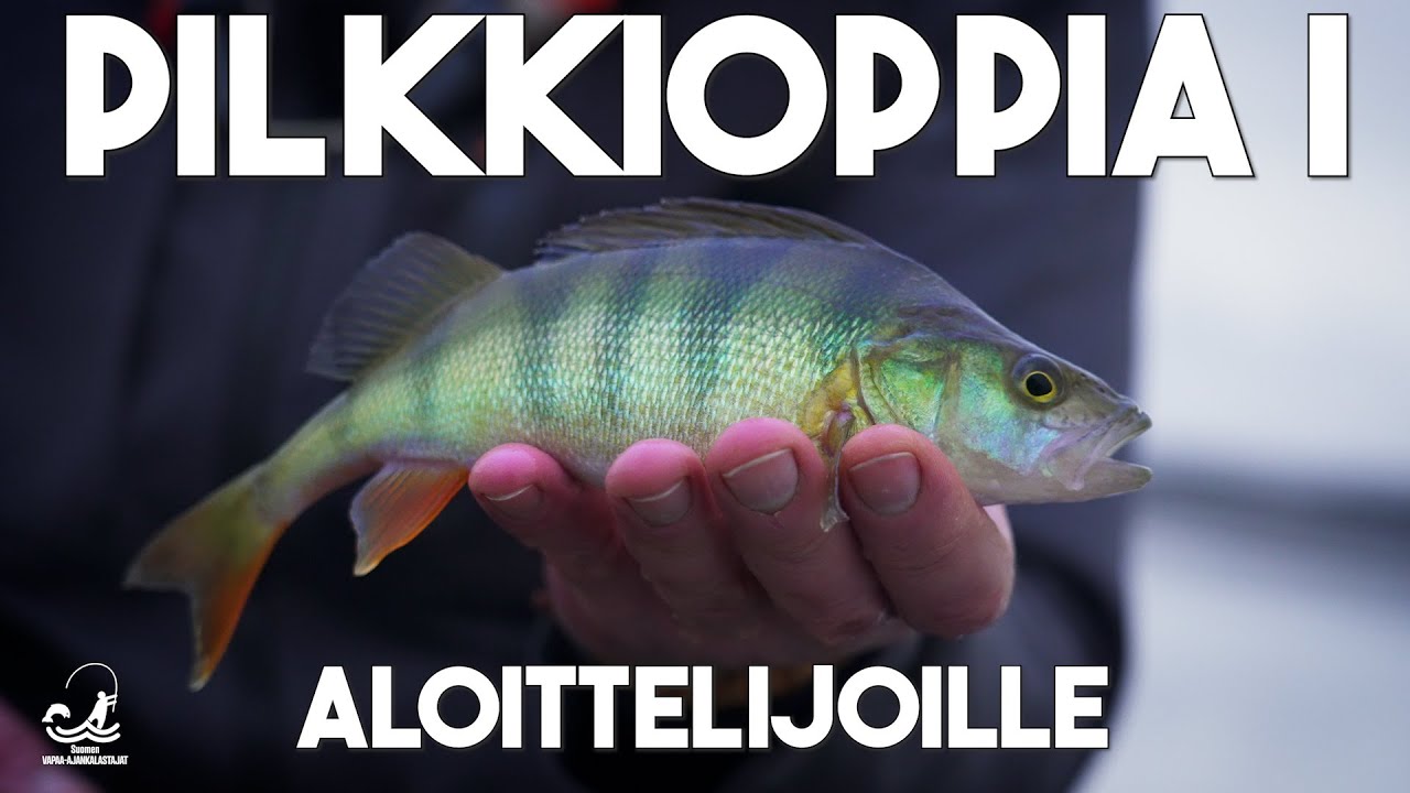 Pilkkioppia I - Aloittelijoille