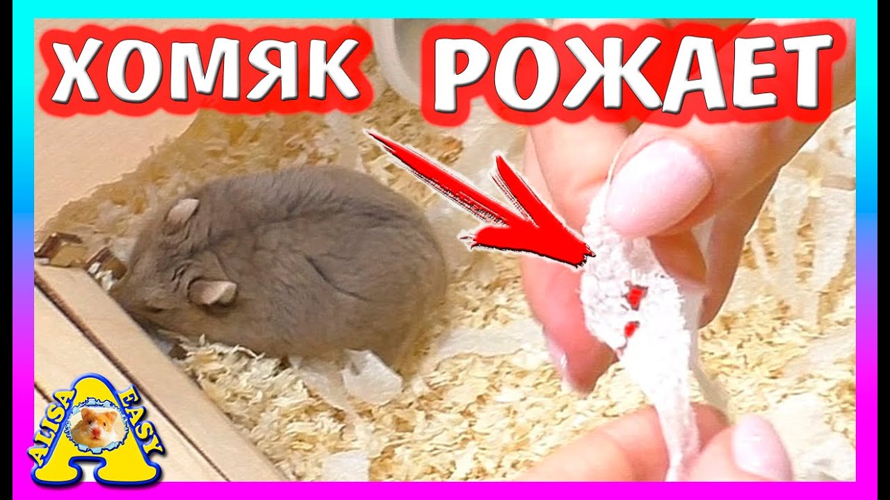СЪЕСТ ХОМЯК ЖИВОГО КУЗНЕЧИКА? / ЭКСПЕРИМЕНТ / ЧТО СЛУЧИЛОСЬ С ХОМКИ СТЕШЕЙ? / Alisa Easy Pets