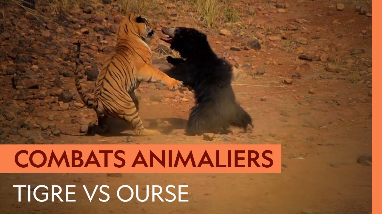 Violent duel entre un tigre et une ourse qui d&eacute;fend son petit