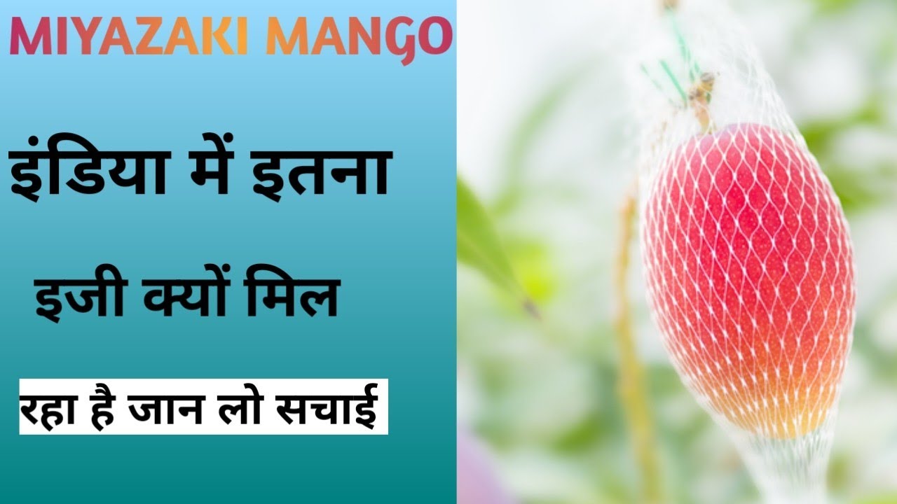 Jaan Lo Miyazaki Mango Plant Ke Bare Me Khuchh