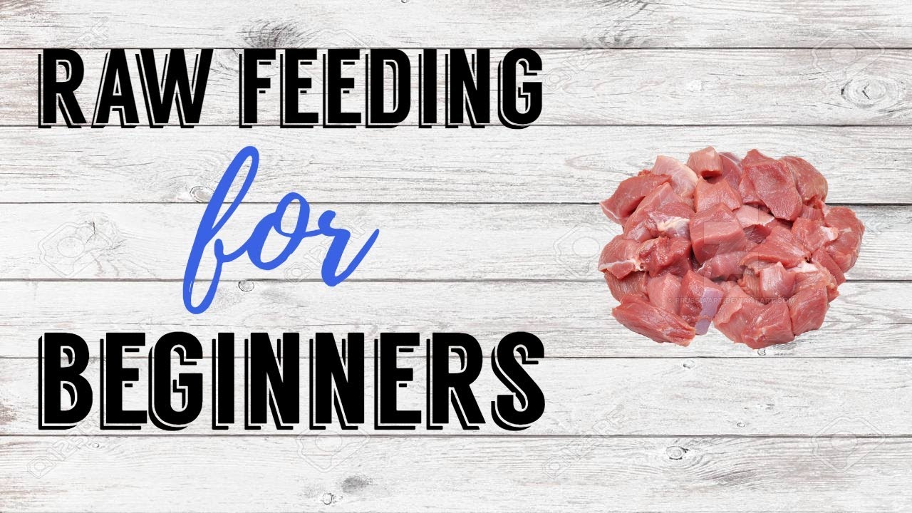 RAW FEEDING FOR BEGINNERS Ultimate Guide | Pazuandfriends