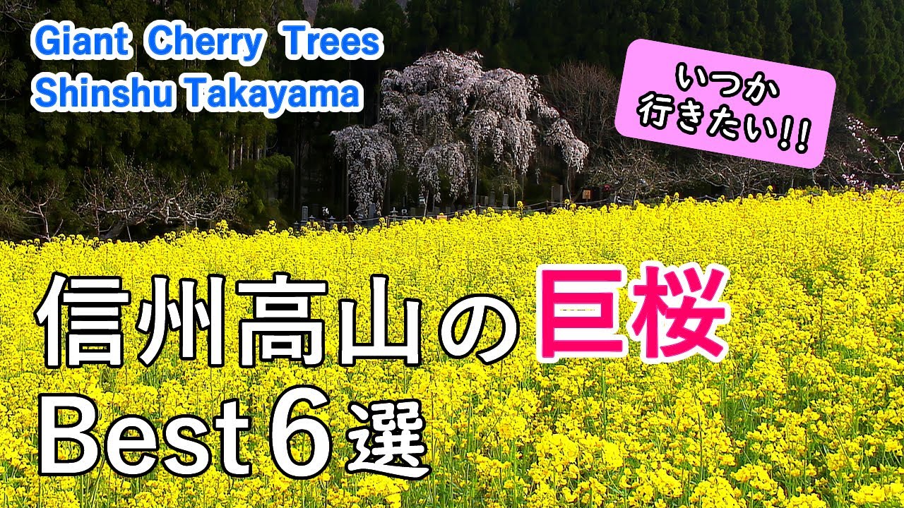 信州高山の巨桜・一本桜ベスト6選 / 水中のしだれ桜・黒部のエドヒガン・坪井のしだれ桜など / Best 6 Giant Cherry Trees in Shinshu Takayama