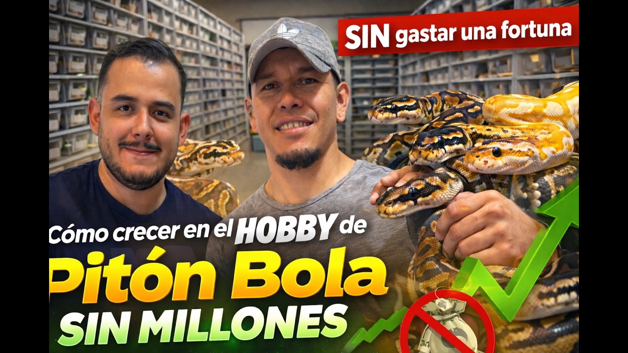 ¿Cómo crecer en el hobby de pitón bola sin gastar una fortuna?