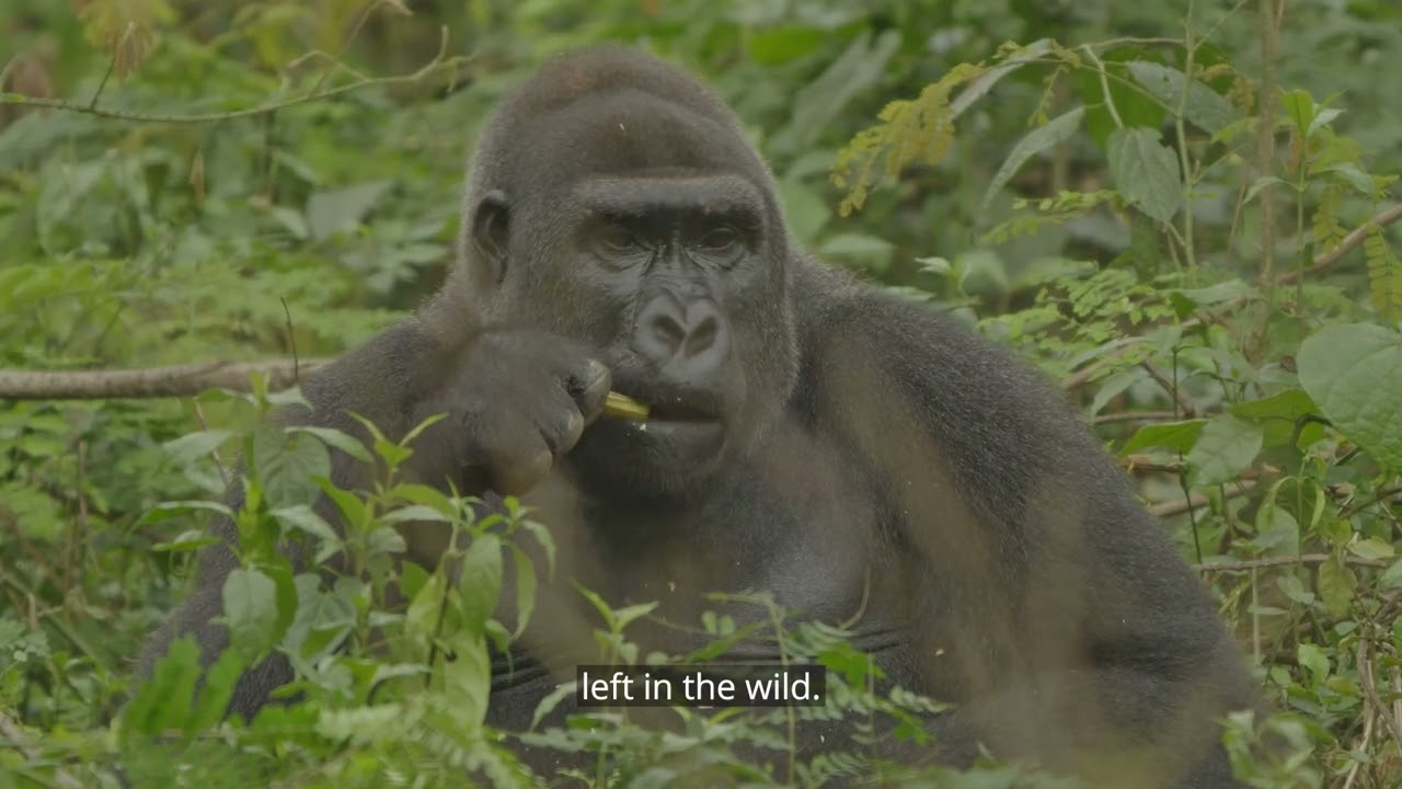 Nela Duke raises her voice about the plight of Cross River gorillas | Wild Africa