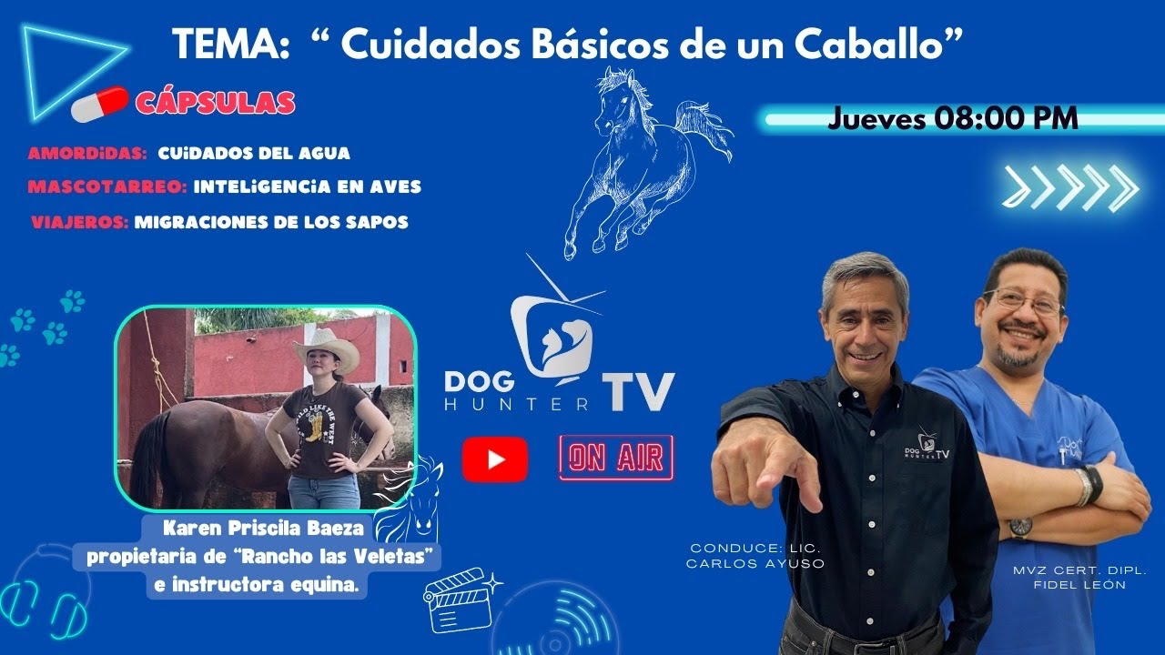 CUIDADOS BASICOS DE UN CABALLO T1 87