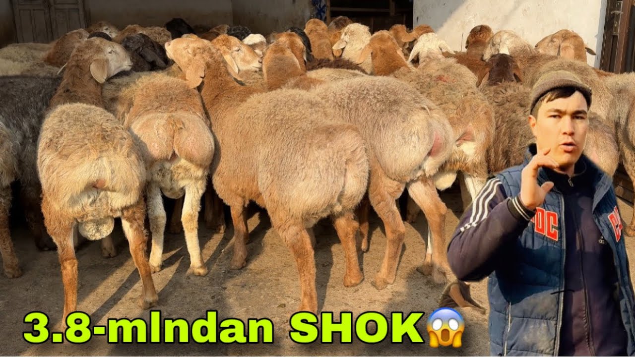 😱3.8-MLNDAN BOBURDAN DAXSHAT QO‘CHQORLAR KELDI!🚨 SHOSHILING! BUNAQASI BO‘LMAGAN