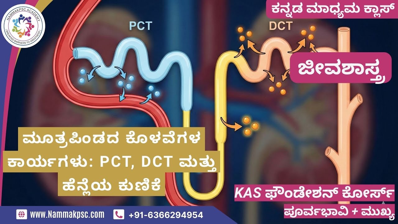 [ಜೀವಶಾಸ್ತ್ರ]-ಮೂತ್ರಪಿಂಡದ ಕೊಳವೆಗಳ ಕಾರ್ಯಗಳು: PCT, DCT ಮತ್ತು ಹೆನ್ಲೆಯ ಕುಣಿಕೆ|ಕನ್ನಡ ಮಾಧ್ಯಮ-6366294954