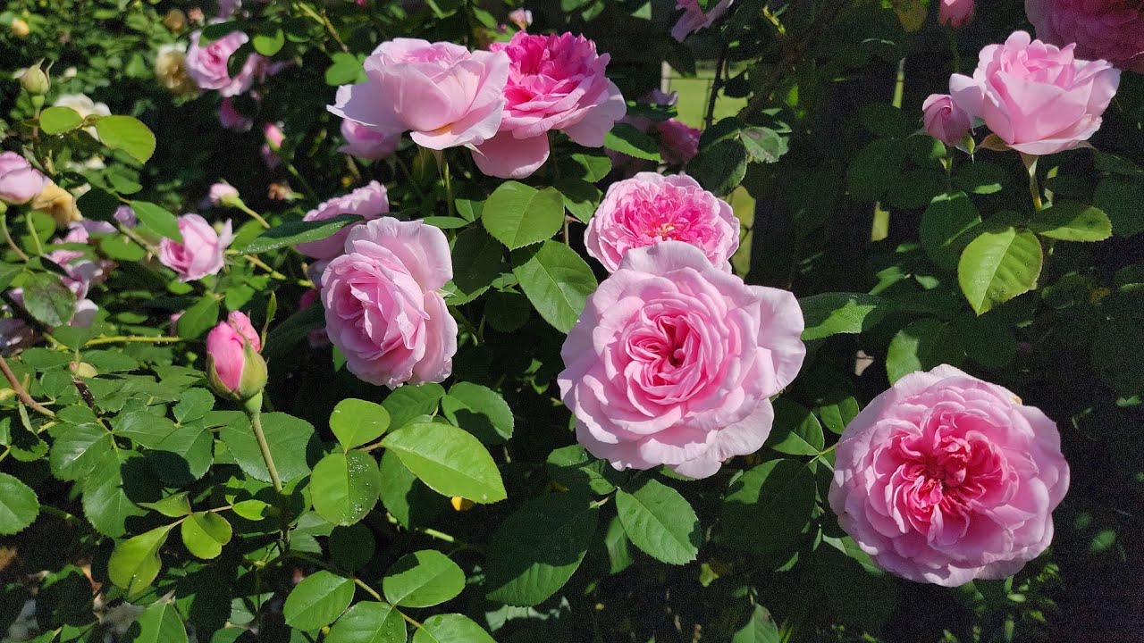 David Austin rose | Gertrude Jekyll | Spring 2022 | Zone 8b | Mobile Alabama